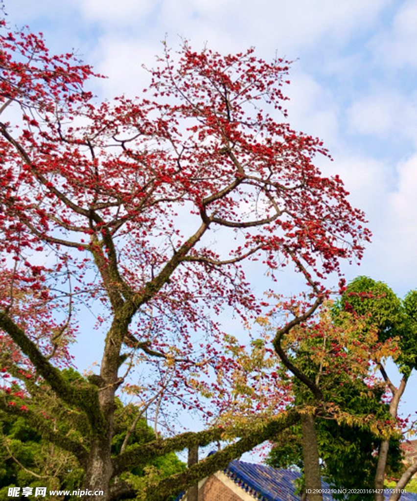 木棉花