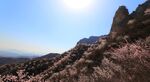 漫山遍野山桃花