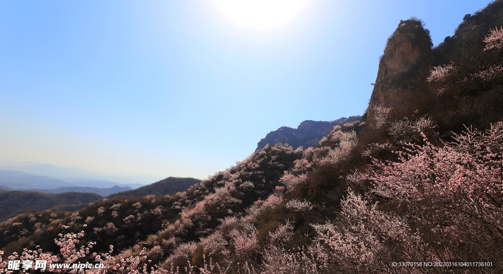 漫山遍野山桃花