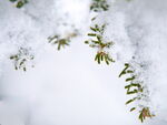 雪
