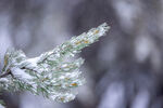 雪