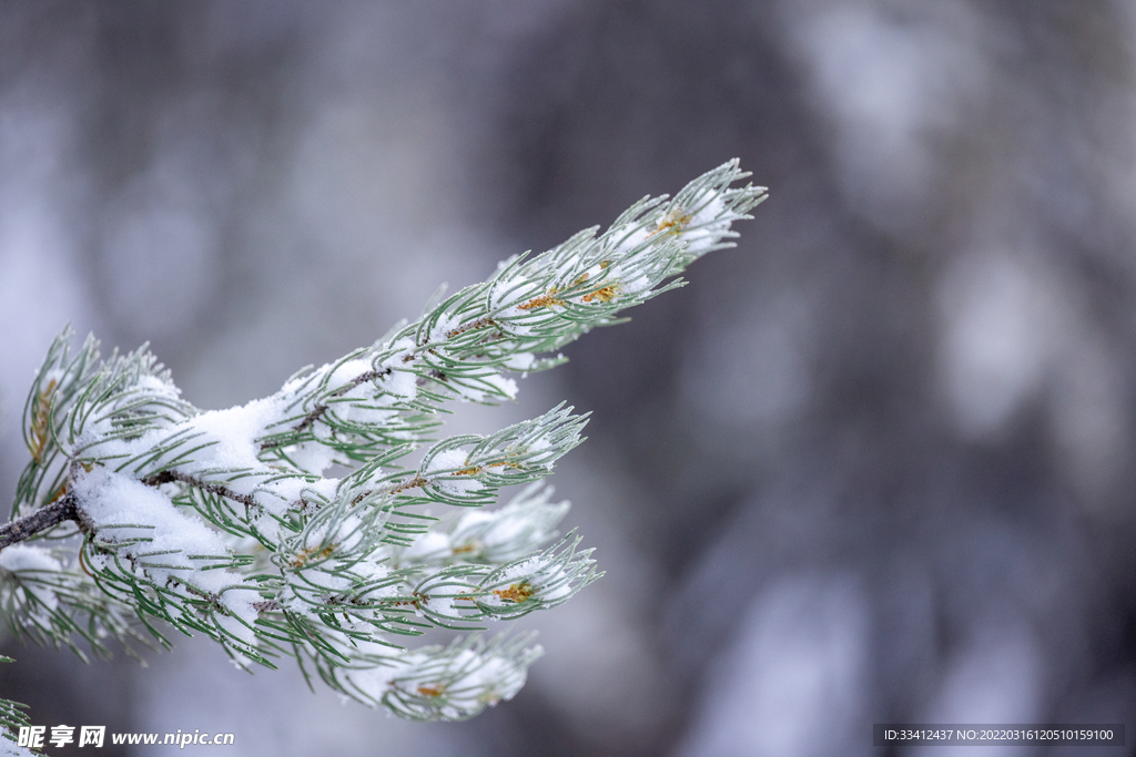 雪