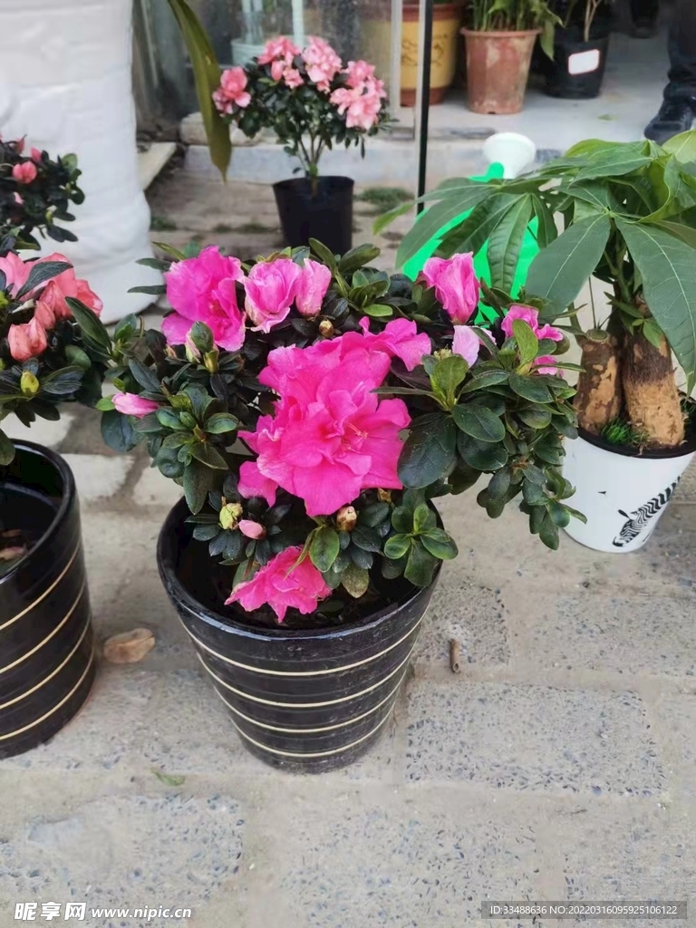杜鹃花