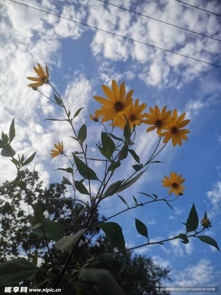 秋风里的小黄花