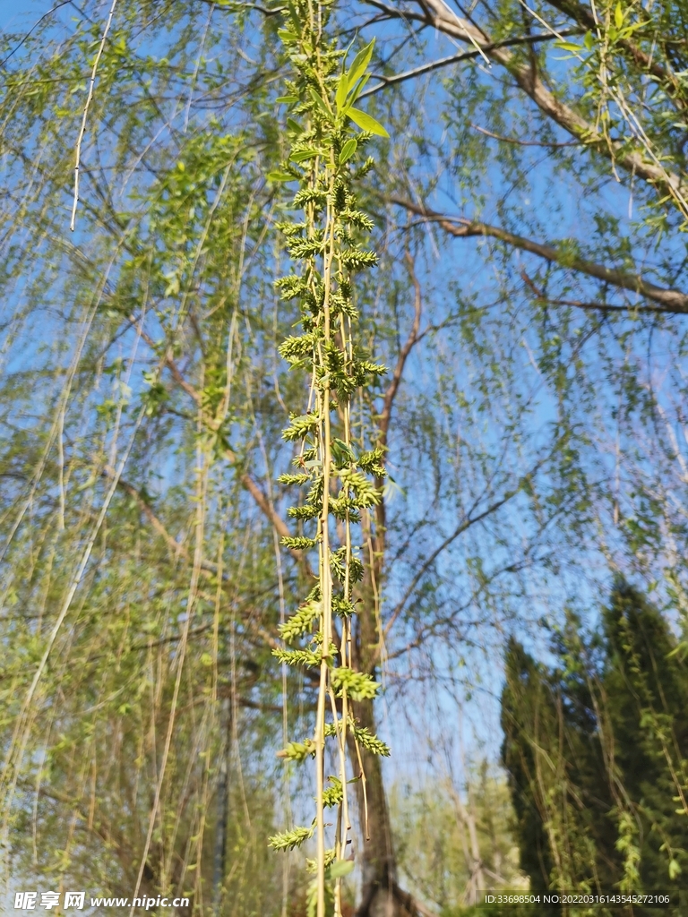 柳之新芽