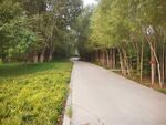 延伸的小路