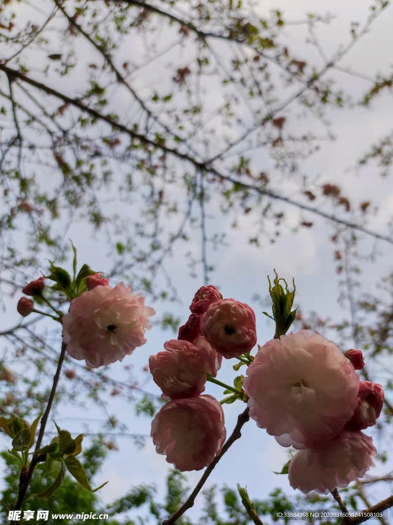 桃花