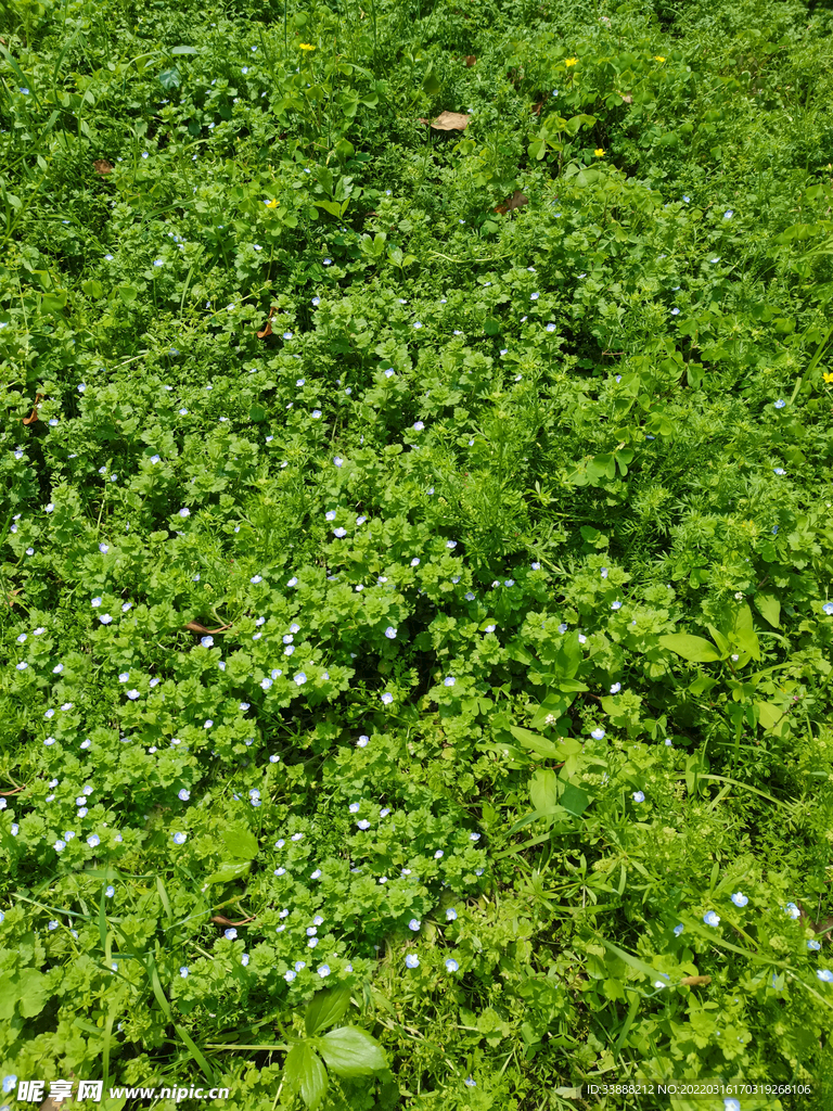 绿草地