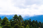 西藏林芝鲁朗林海远观雪山