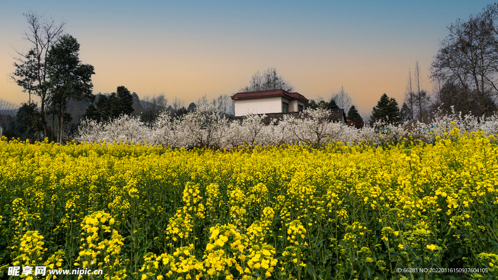 油菜花