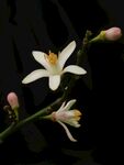 柠檬花