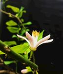 柠檬花