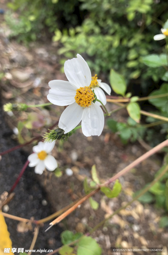 路边花朵随拍