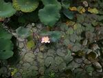 莲花