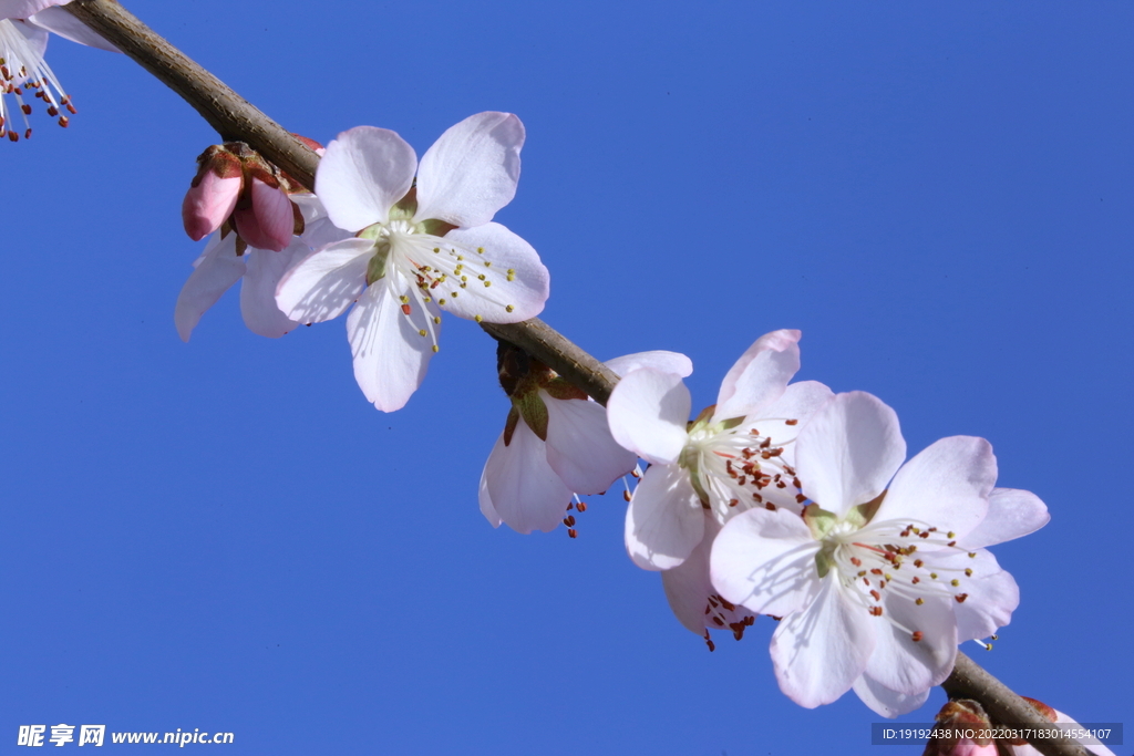 山桃花 
