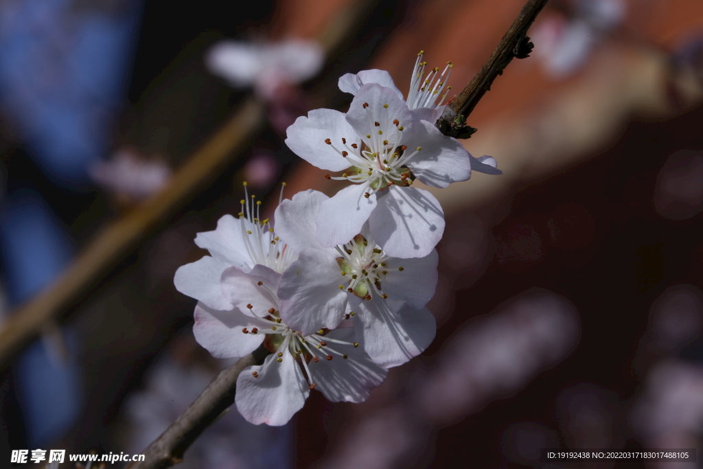 山桃花 