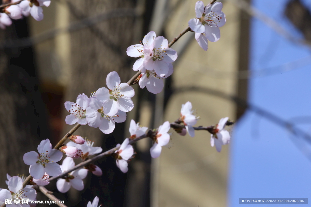 山桃花