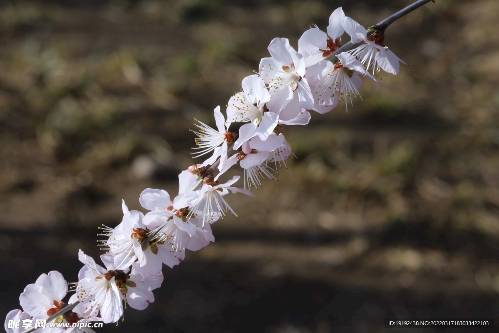 山桃花 