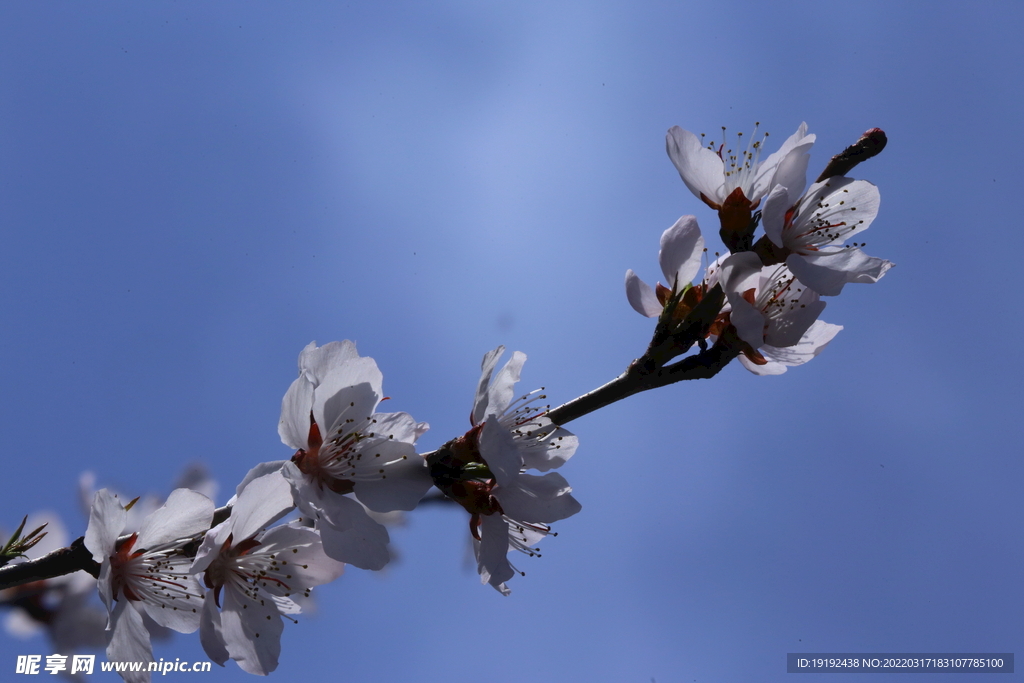 山桃花 