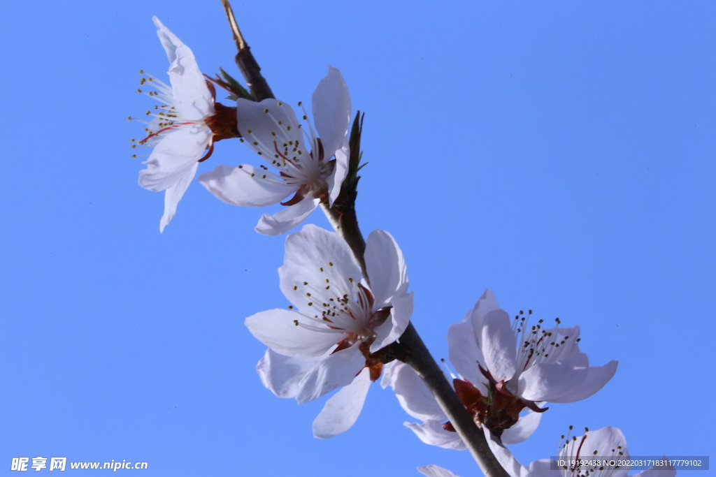 山桃花
