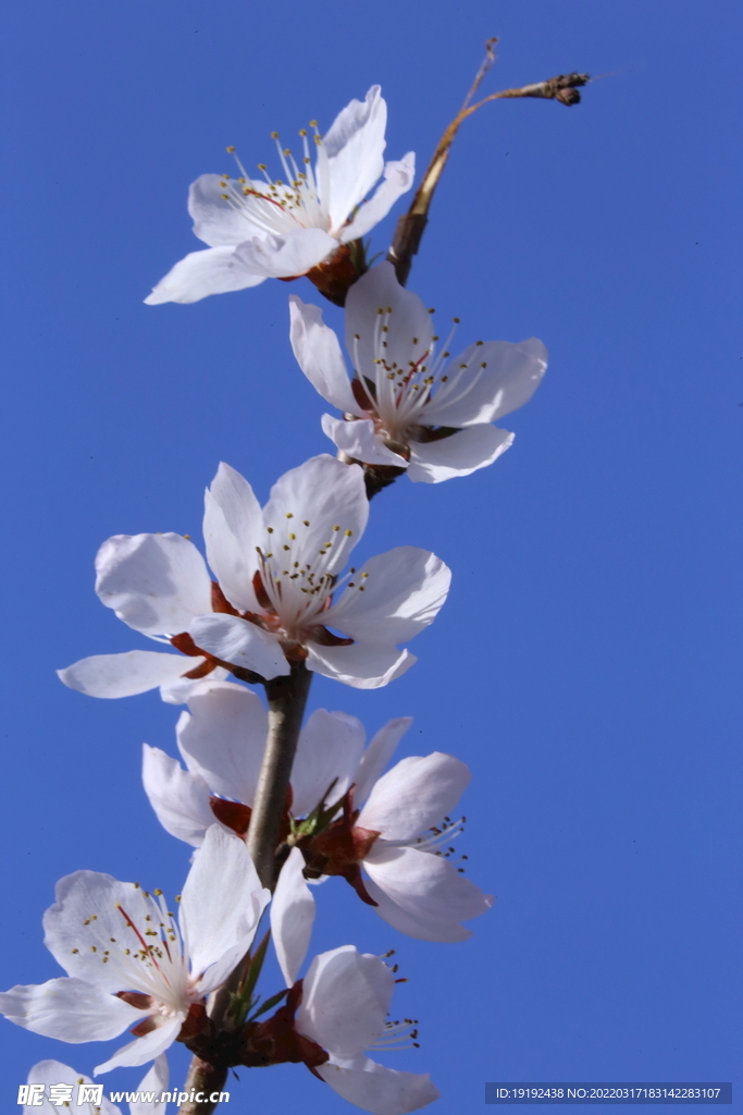 山桃花 