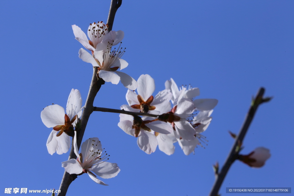 山桃花