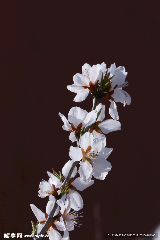 山桃花 