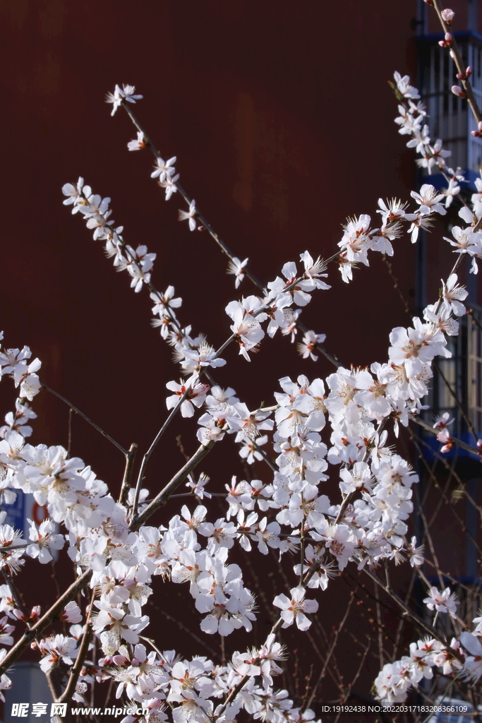 山桃花 