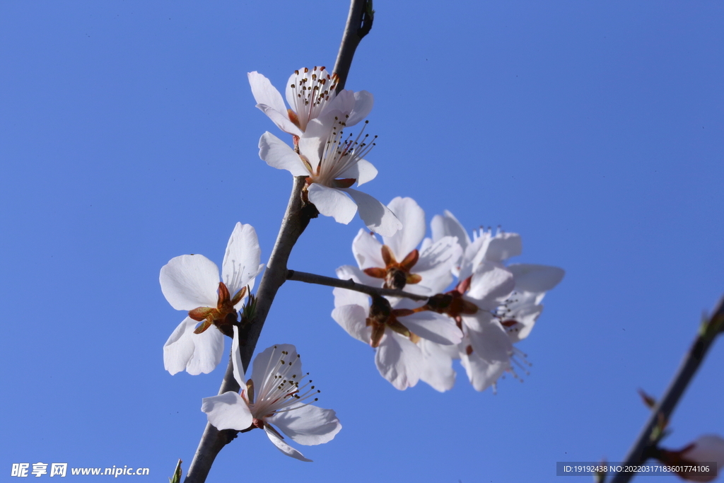 山桃花