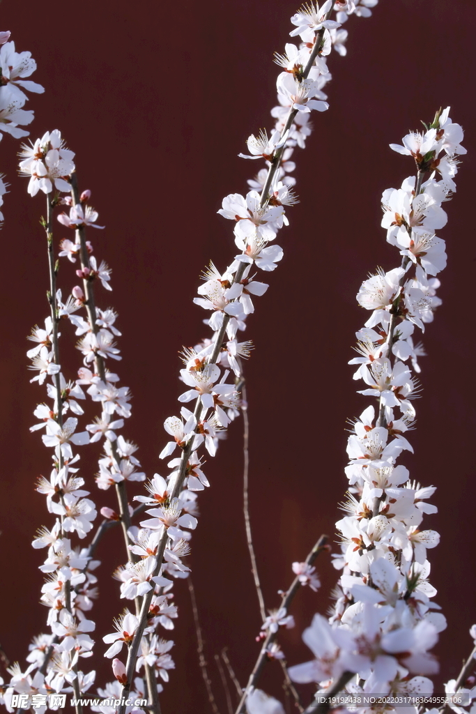 山桃花