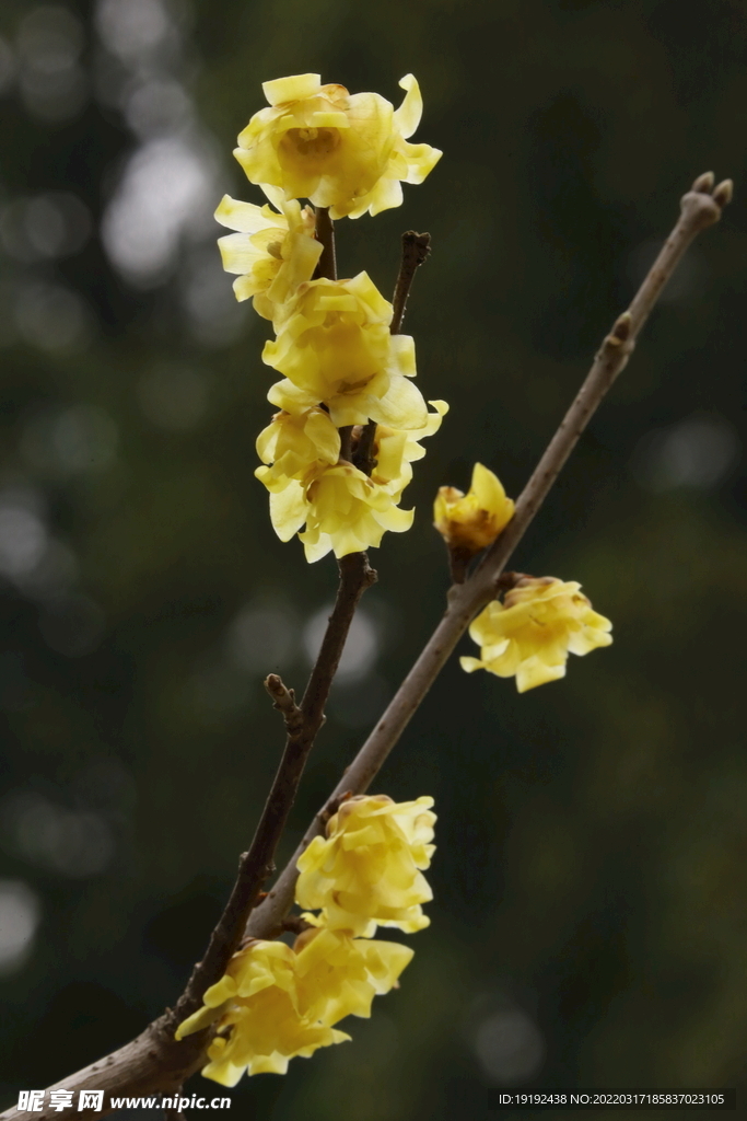 蜡梅