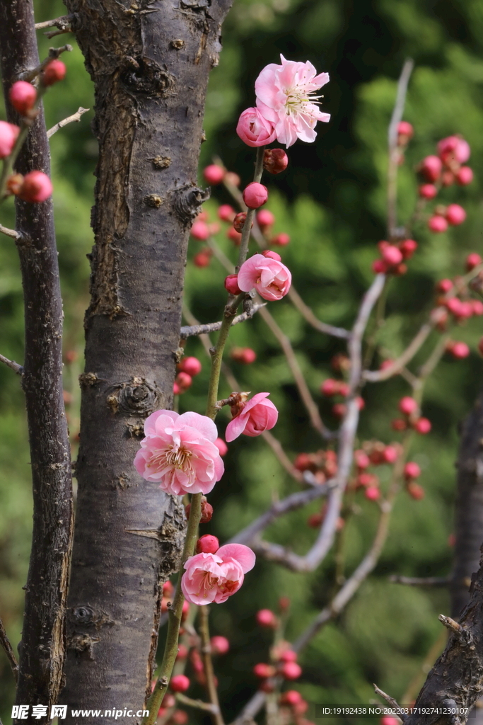 梅花
