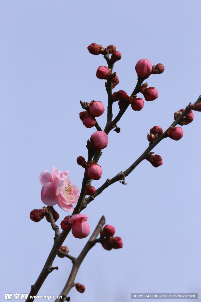 梅花 