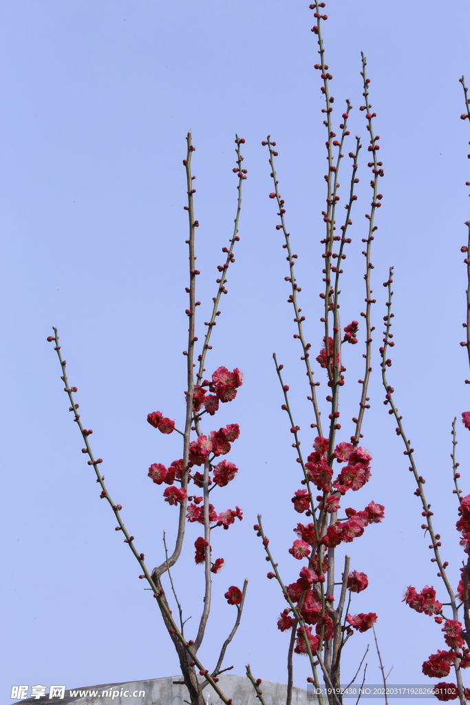 梅花 