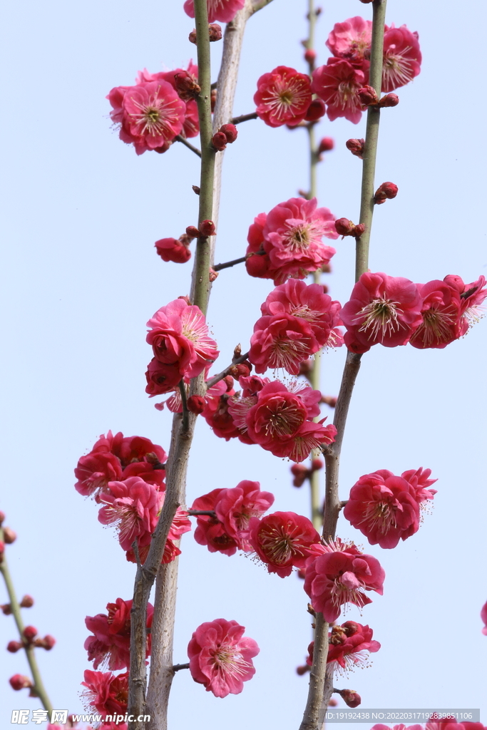 梅花 
