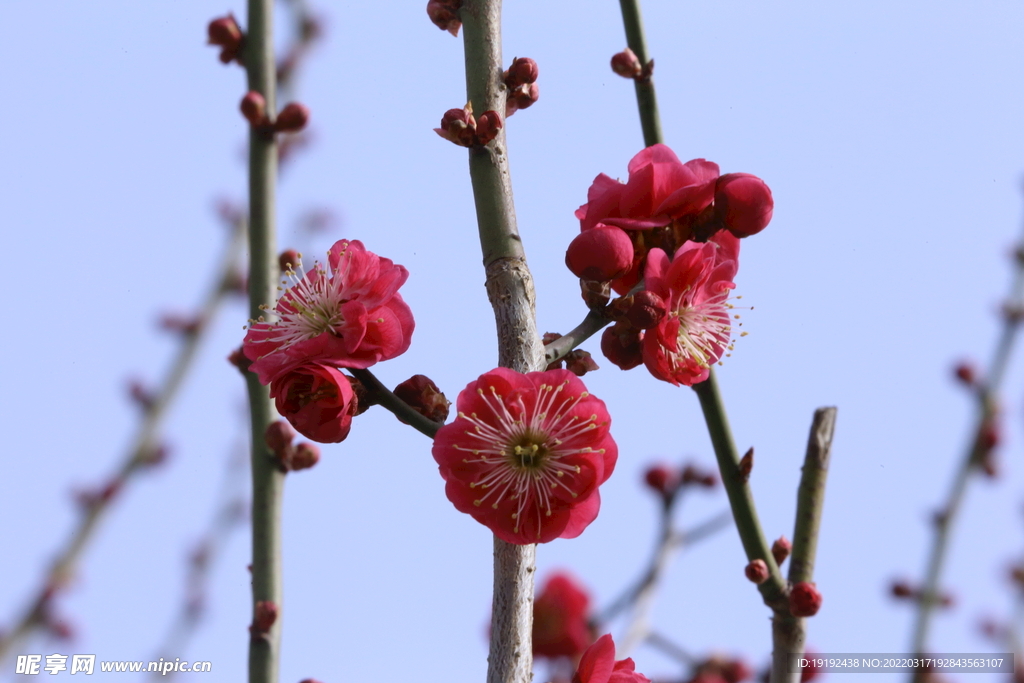 梅花 