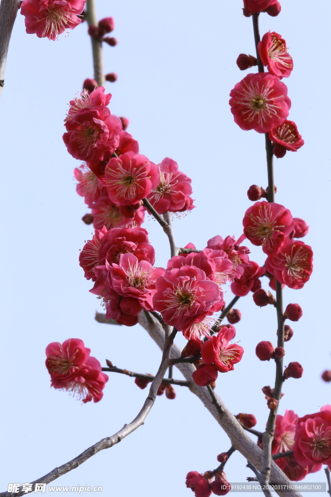 梅花 