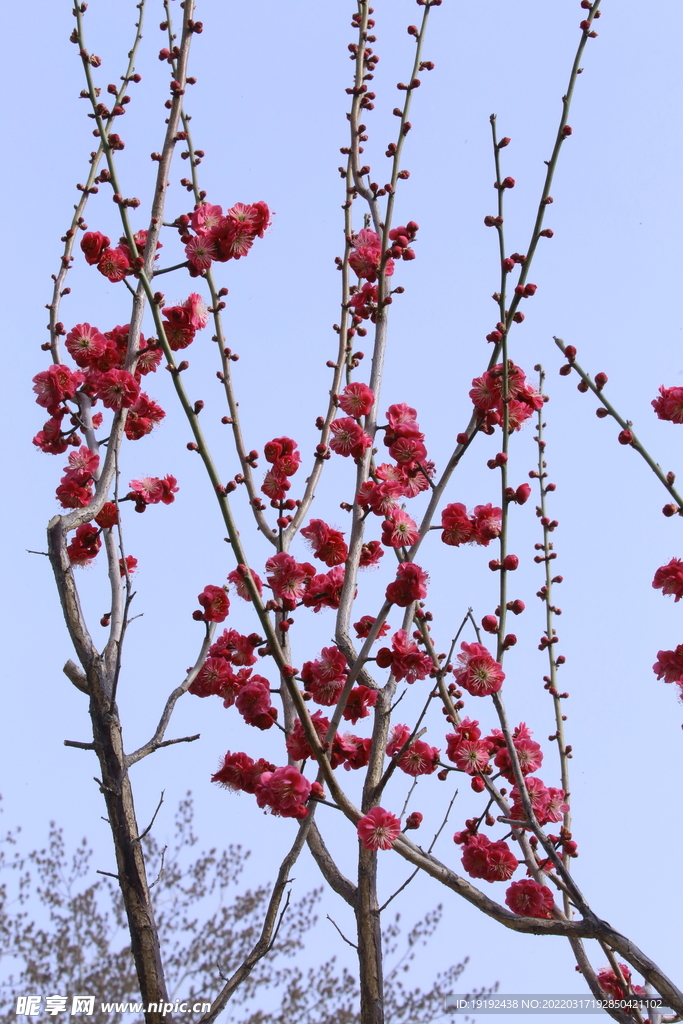 梅花