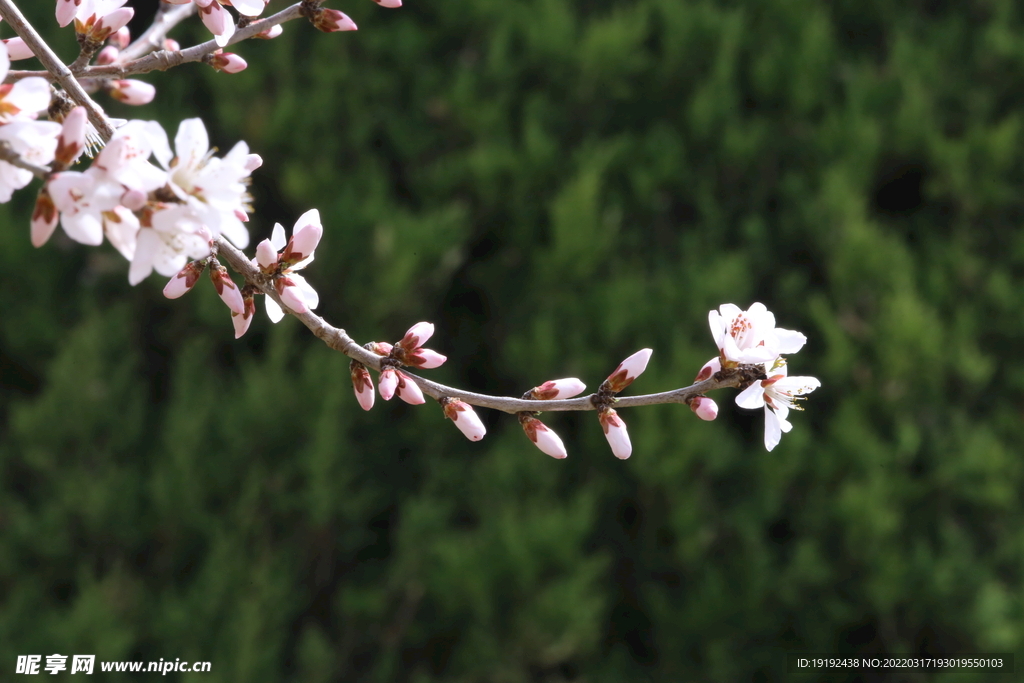 山桃花