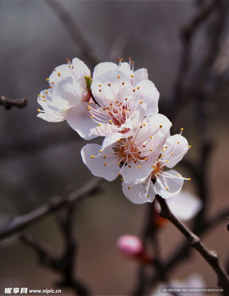 桃花