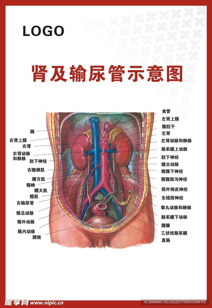 肾及输尿管示意图