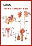 泌尿系统示意图