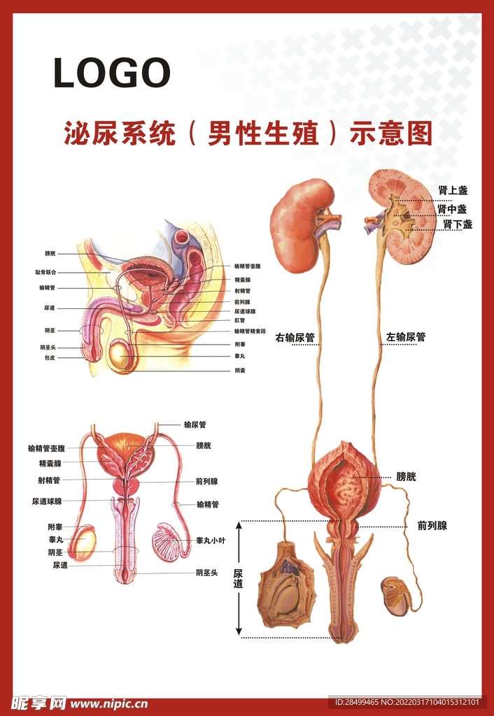 泌尿系统示意图