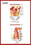 肛肠系统解剖图