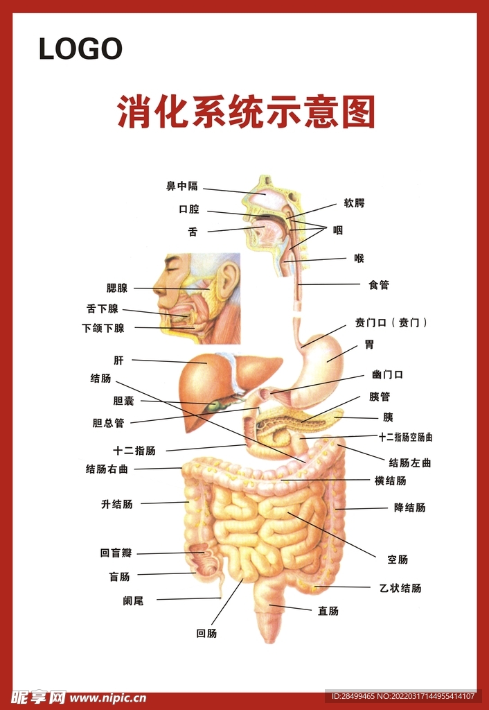 消化系统示意图