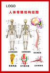 人体骨骼结构挂图