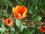 郁金香花