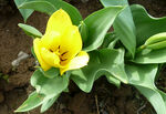 郁金香花