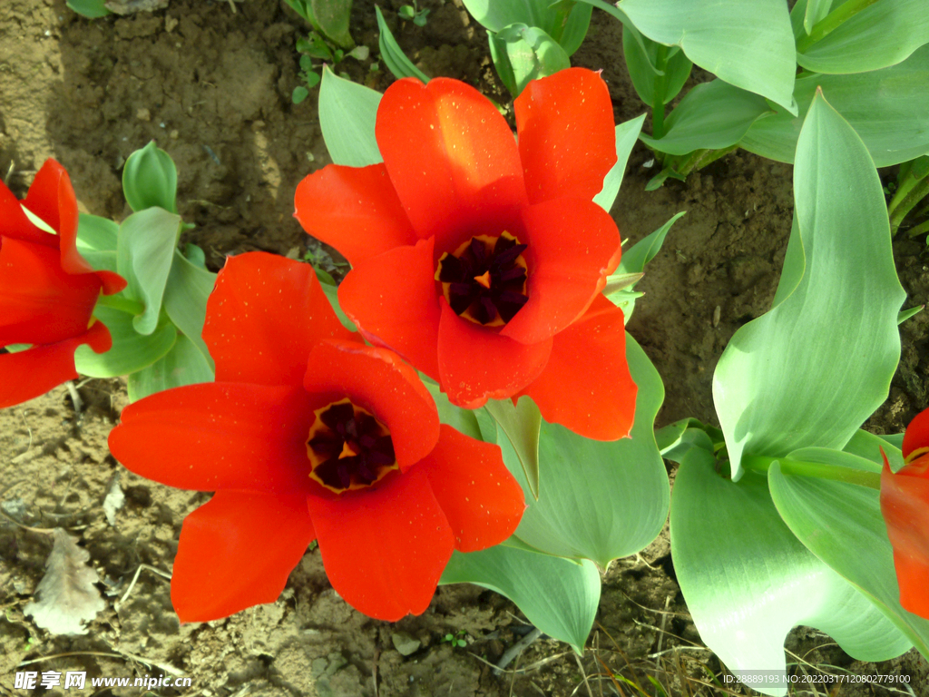 花