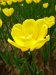 郁金香花